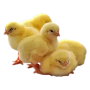 Galinhas